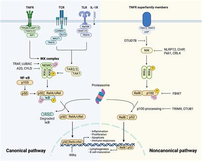 NF-κB and its crosstalk with endoplasmic reticulum stress in atherosclerosis